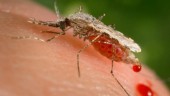Lyckat försök med malariamedicin