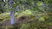 Studie: Äldre oskyddad skog borta om 50 år
