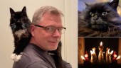 TÄVLING: Är din katt Årets Lussekatt i Motala-Vadstena?