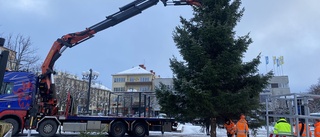 LIVE: Här kan du följa årets Motalagran från fällning till torget