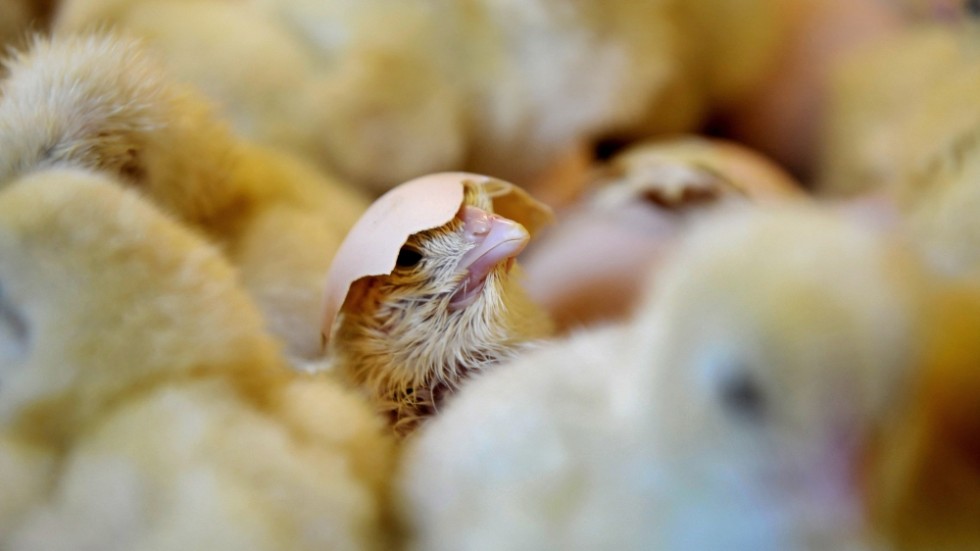 Aktörer som Svensk Fågel hänga med. Det måste finnas möjligheter att föda upp kycklingar som inte får rörelsestörningar. 