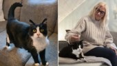 Katten Markus hittades – efter 9,5 år – svårt skadad • Så mår hon i dag: ”Det bästa hon vet är att ligga på min mage”