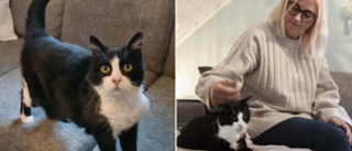 Katten Markus hittades – efter 9,5 år – svårt skadad • Så mår hon i dag: ”Det bästa hon vet är att ligga på min mage”