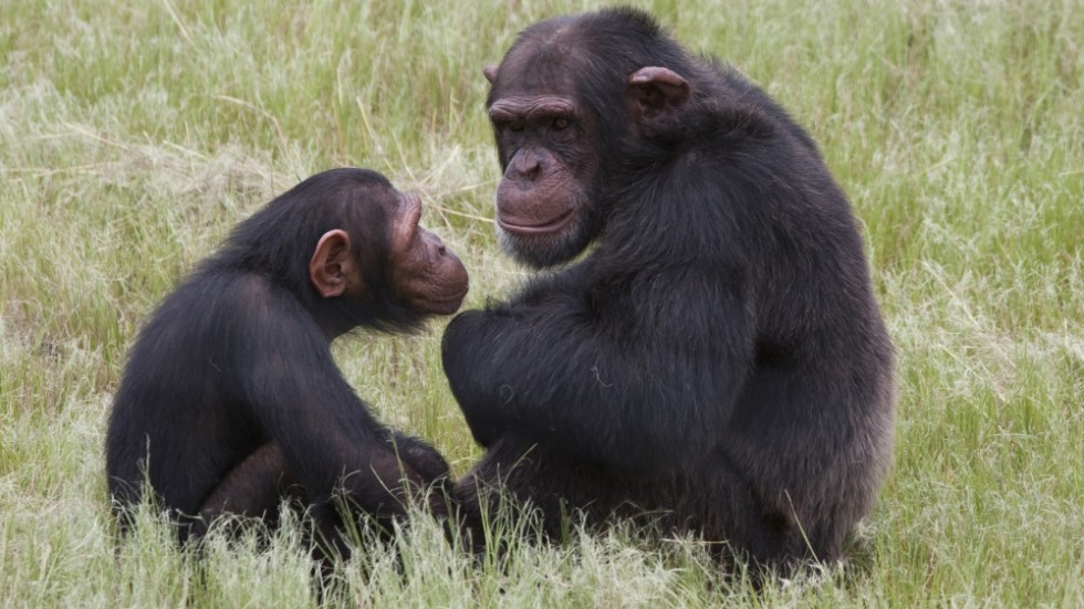 Att kritisera dödandet av de schimpanser som rymde från en djurpark i Gävle, samtidigt som man tycker det är okej att döda djur inom djurindustrin, är ologiskt, tycker skribenten.