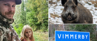 Färre vildsvin i Vimmerby: "Är väldigt stor skillnad"