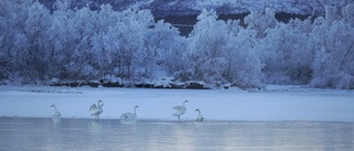 Sagolikt svanmöte vid Kalix älv