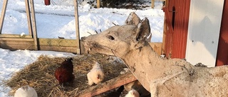 Stefans mumiefynd under hönsgården – "nog en räv som sökt sista vilan"