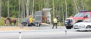 Älg kraschade hästtransport