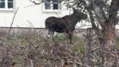 Älg skjuten på öppen gata i Eskilstuna