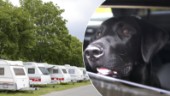 Hund i husvagn orsakade polisutryckning till camping – anmälan om djurplågeri