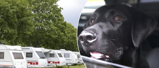 Hund i husvagn orsakade polisutryckning till camping – anmälan om djurplågeri