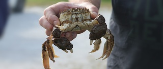 Invasiv krabba finns i Gamlebyviken
