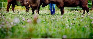 Här vankas det buffel till middag