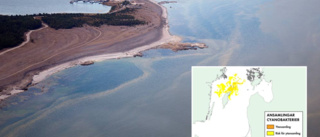 Nu är algblomningen igång i Östersjön • Ytansamlingar nära nordöstra Gotland