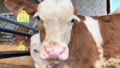 Berga gård får inte sälja fina kalven – anledningen: Han saknar ett öra