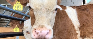 Berga gård får inte sälja fina kalven – anledningen: Han saknar ett öra