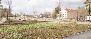 Körsbärsträden slår snart ut i rosa blom