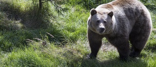 Licensjakten mer än fördubblas i höst – 55 björnar får fällas