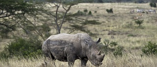 Noshörningar tillbaka i Moçambique