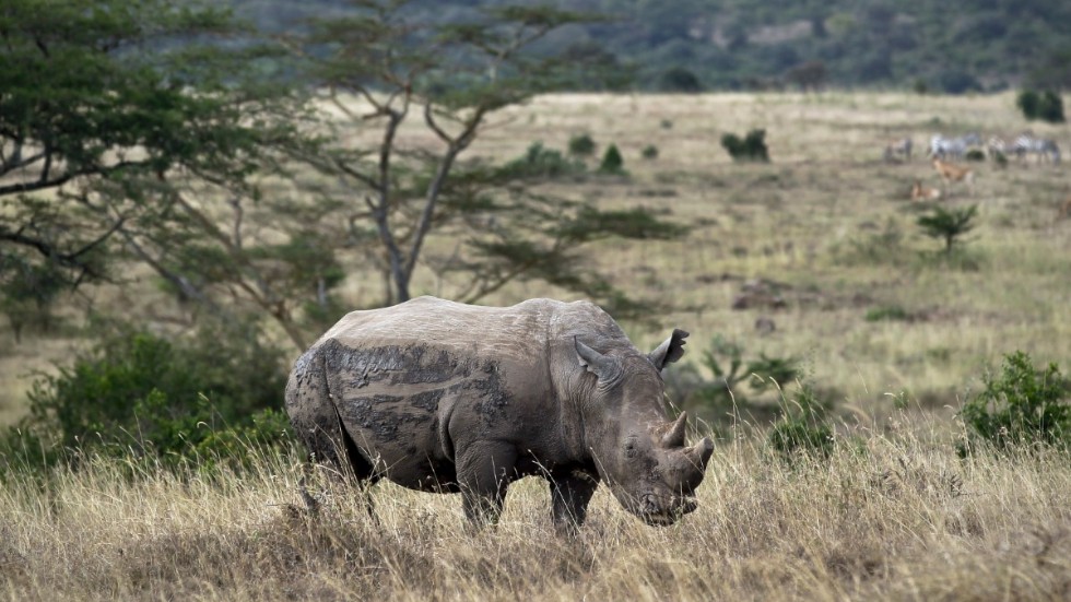 Vita noshörningar är tillbaka i Zinave nationalpark i Moçambique. Arkivbild.