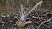 Ikea skövlar orörd urskog i Ryssland