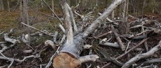 Ikea skövlar orörd urskog i Ryssland