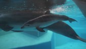 Lyckad delfinfödsel på Kolmården