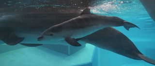 Lyckad delfinfödsel på Kolmården