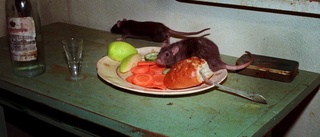 Råttor och män i kalsonger