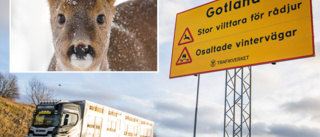 Första varningsskylten för rådjur på Gotland • "Alla hitresta kanske inte känner till att djuren finns här"