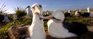 Fler "skilsmässor" för albatrosser i klimatkris