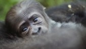 Sällsynt gorillafödsel glädjer Kongo-Kinshasa