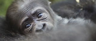 Sällsynt gorillafödsel glädjer Kongo-Kinshasa