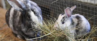 Över 40 misskötta kaniner hålls i lägenhet
