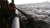 År av ohållbar havspolitik har satt oss i en akut situation • Förbjud allt industrifiske i Östersjön 