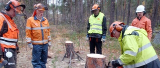 Motorsågskort på modet