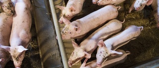 Salmonella upptäckt hos grisuppfödare i Sörmland: "Viktigt få kontroll över smittan"