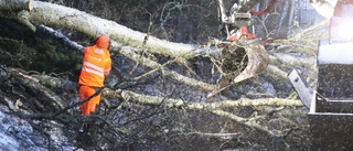 Efter stormen – hundratals träd behöver fortfarande tas omhand