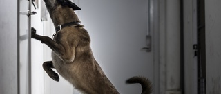 Här söker specialhunden efter knarket som drogförsäljare försöker gömma: Polisen gör fynd bland bostäder varje vecka