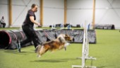 Många hemmahopp på tävlingspremiären: ”En sport som passar olika typer av hundar” 