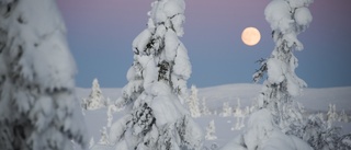 Ett riktigt falsarium om fjällskogar från S