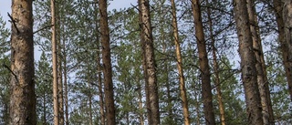 Så mycket skog skyddades i Norr- och Västerbotten