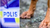 Motalabo misstänkt för djursplågeri – hund vanvårdades