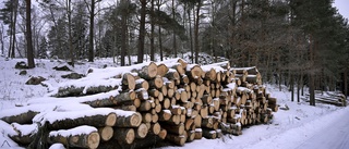 Skydda svensk skog från EU-byråkrater