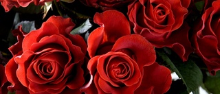 Hur kärleksfulla är dina rosor på Alla hjärtans dag?