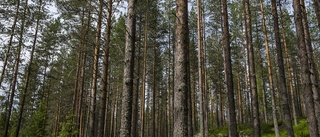 Staten överklagar dom om fjällnära skog