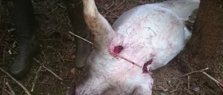 Halshuggna hjortar hittades i skogen