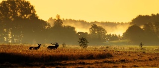 Naturfotograf i högsta divisionen