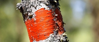 Med raska steg i en ljuvligt somrig Kolmårdsnatur