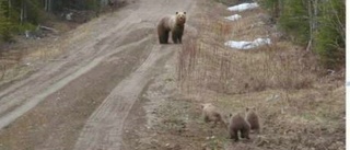 Sofia Lundh i Bovallen fotograferade björnarna 100 meter från huset